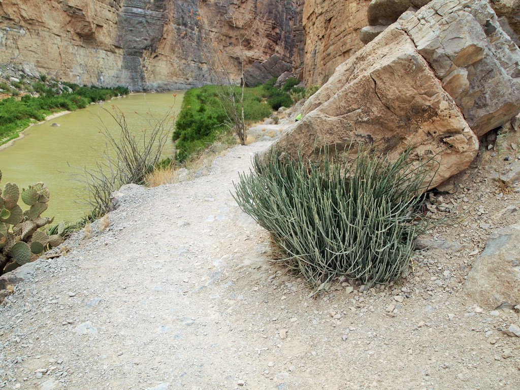 Some candelilla - this plant is used to make candelilla wax